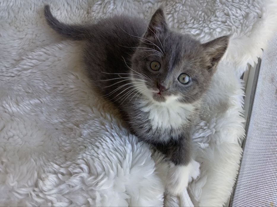 Шотландские котята, Scottish Straight