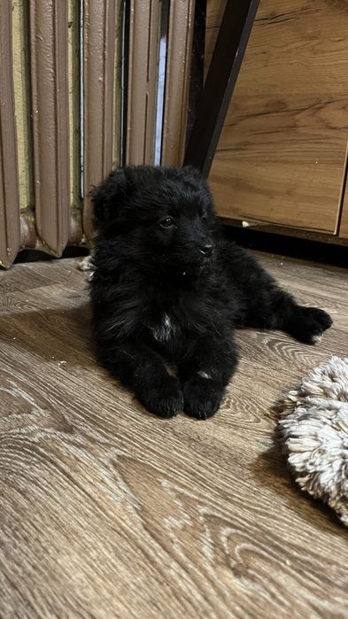 Віддам у добрі руки щенят, 1річні