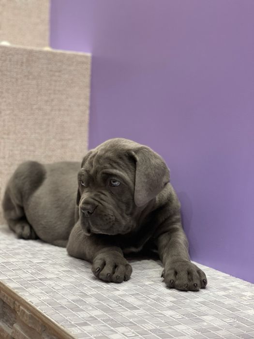 Хлопчик Рамзес Cane corso