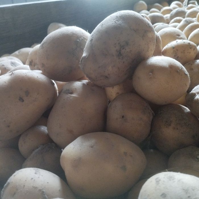 Ziemniaki  od 5-20 kg