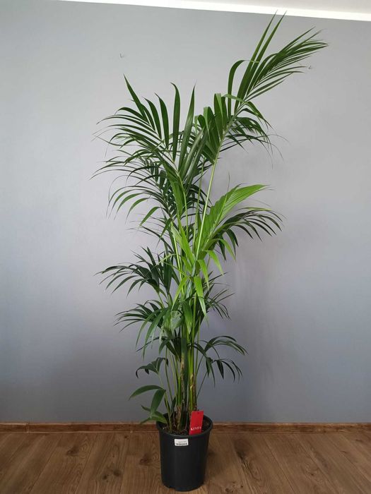 Palma Kentia Kencja Howea Forsteriana 8 pędów 210 cm