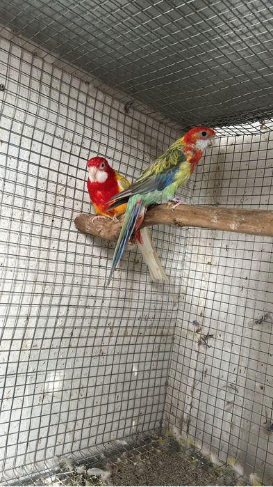 Casal roselas
