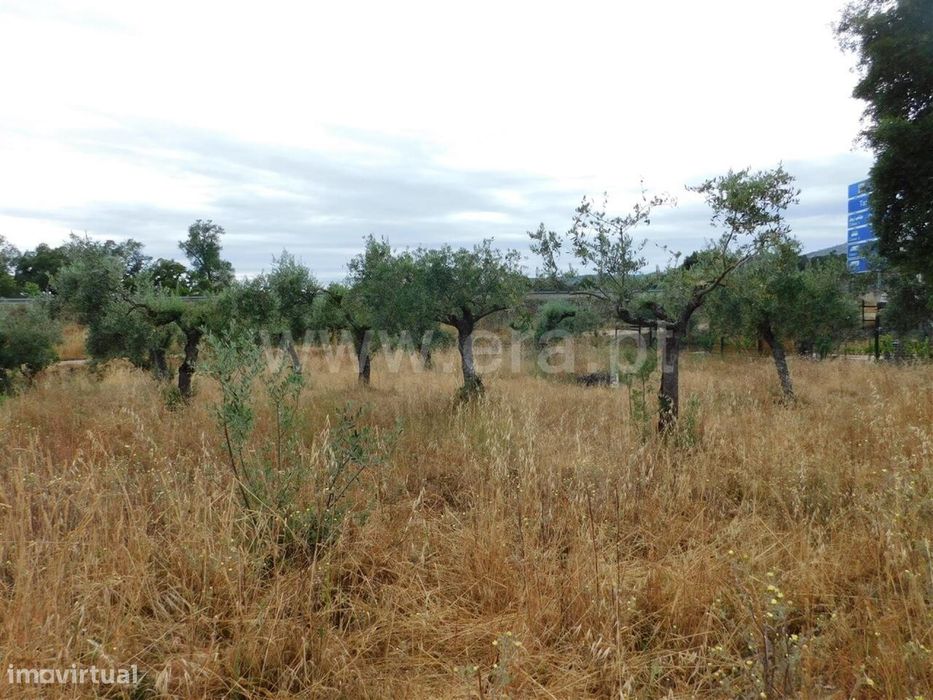 Terreno / Fundão, Soalheira
