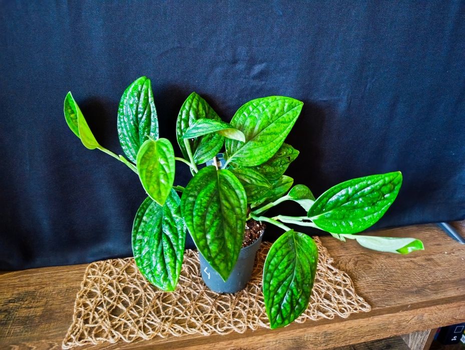 Епіпремнум Marble Planet