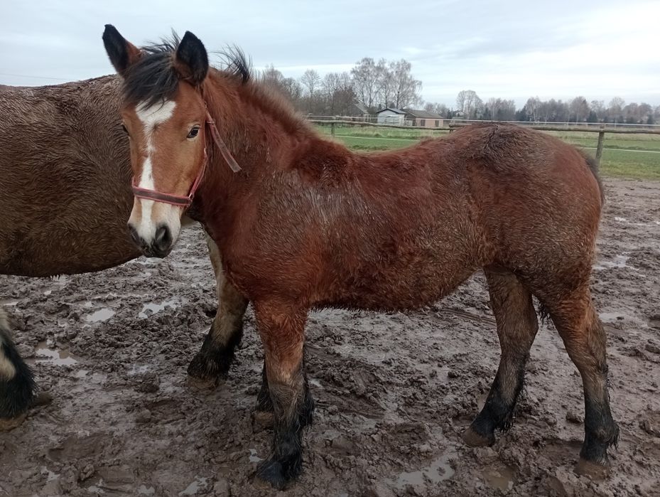 Zrebica zimnokrwista