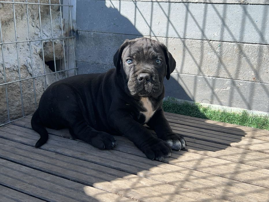 Macho Cane Corso Casa do Tavarsbull
