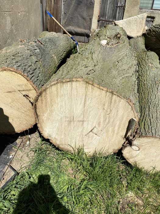 Kłody/ pnie LIPA
