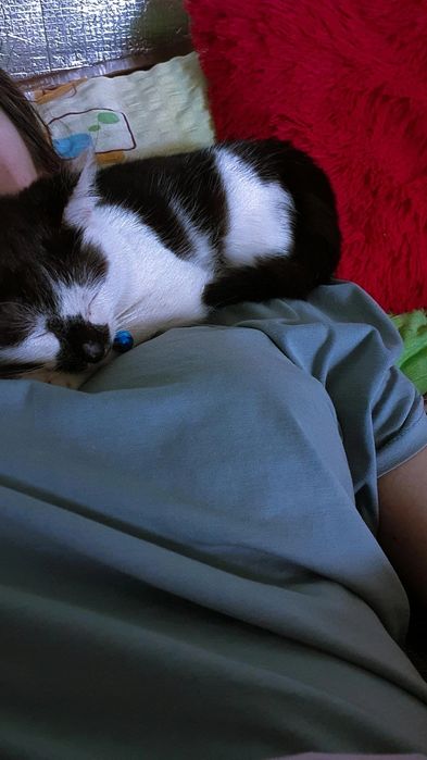 Віддаю кота безкоштовно у добрі руки