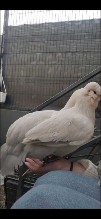 Ovos galados de araucana inglesa