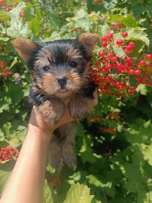 Сказочная куколка