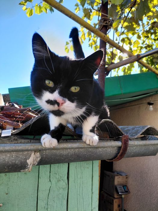 Отдам в хорошие руки котика