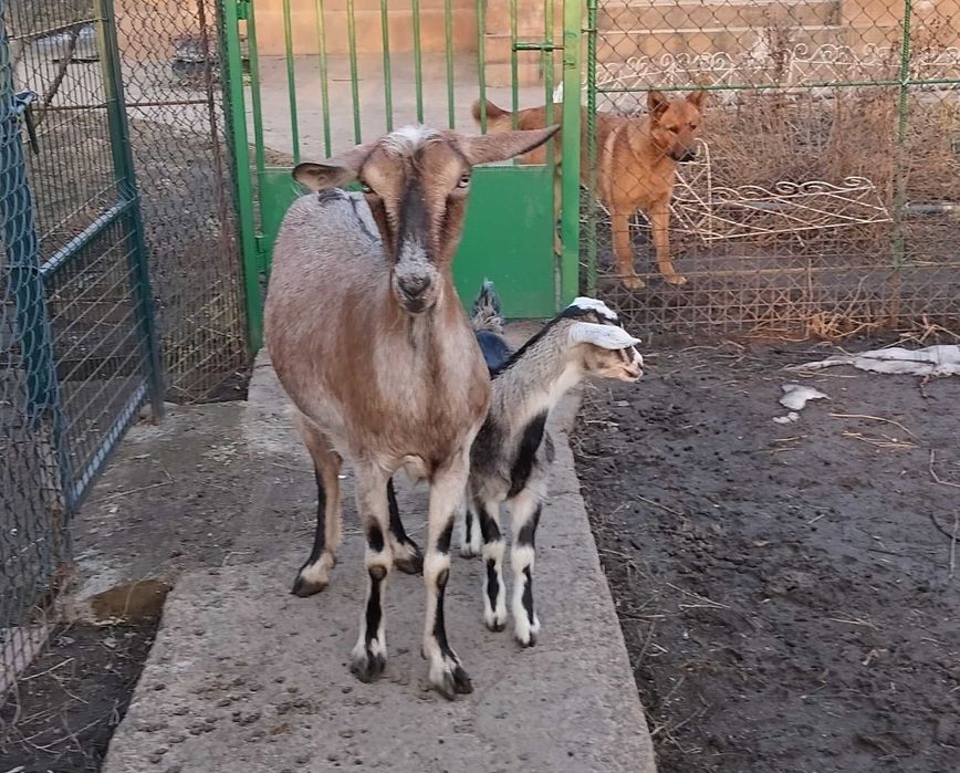 Продам козочку і козлика