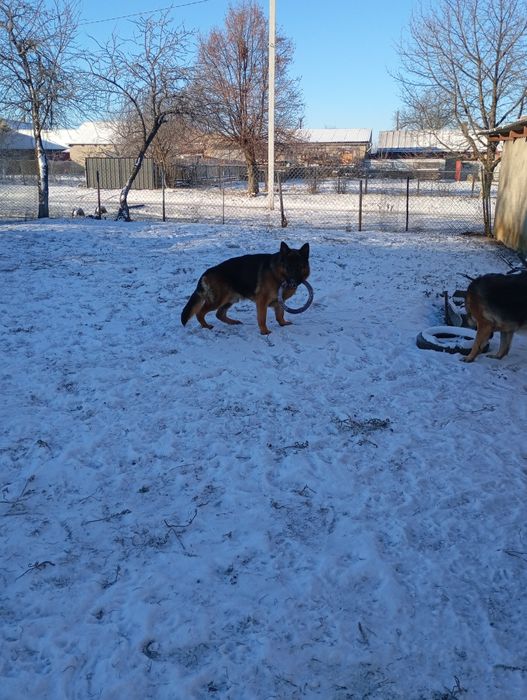 Німецька вівчарка