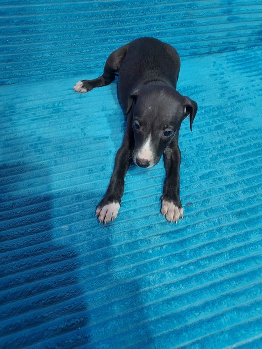 Chart Angielski Whippet piesek