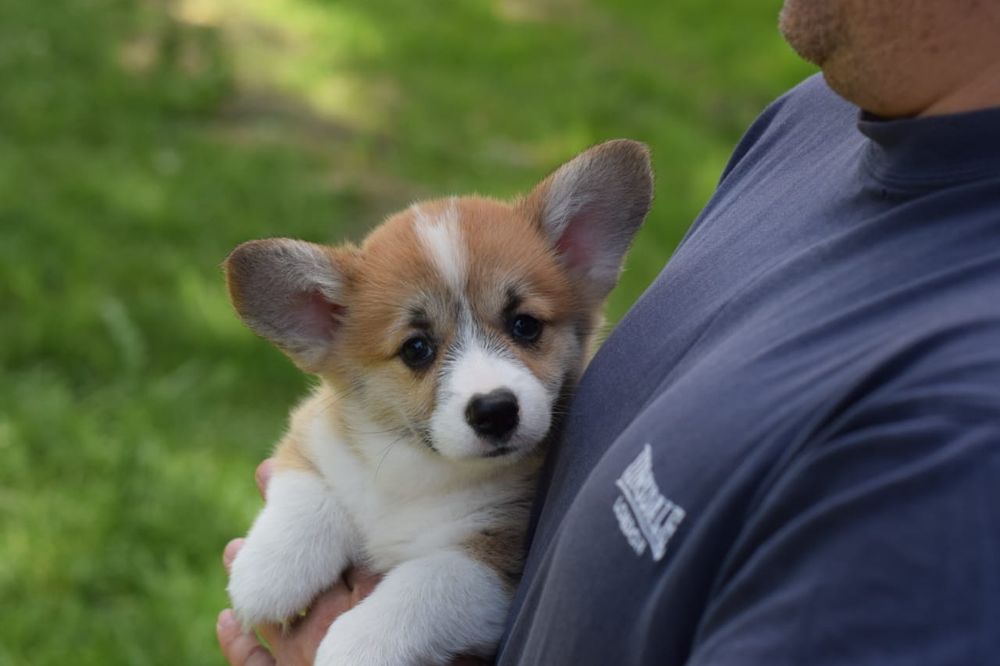 Неперевершені Коргі цуценята