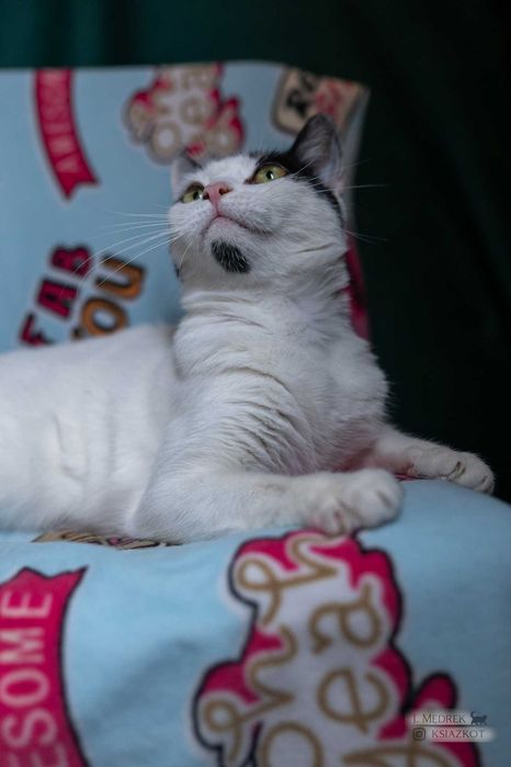 Szyja - kot przylepa do adopcji