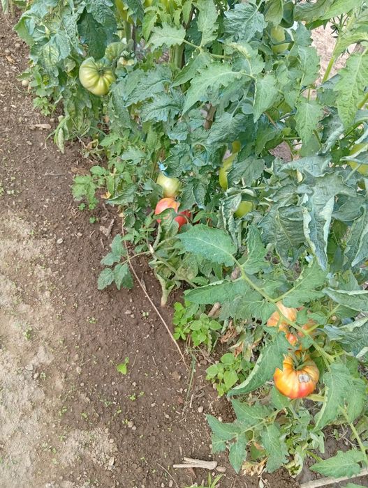 Vendo tomates coração de boi