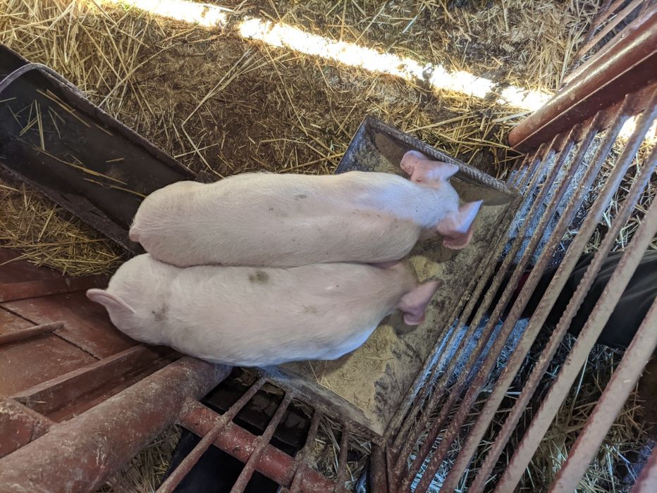 Поросята свині кабанці свинки