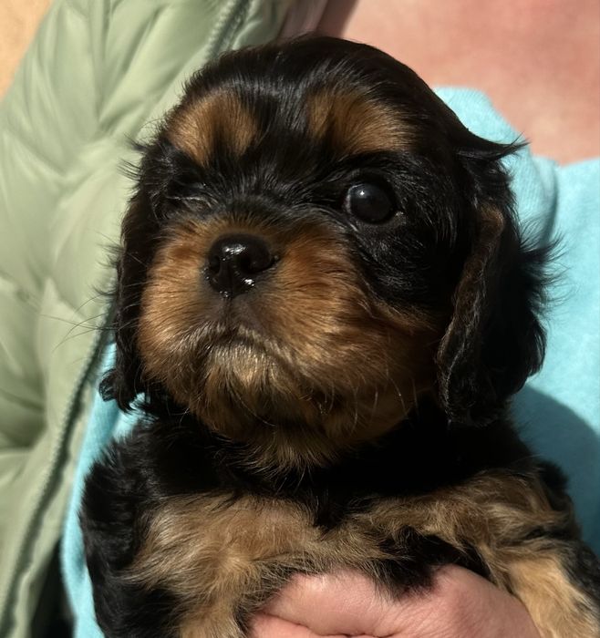 Cavalier King Charles Spaniel ZKwP (FCI)