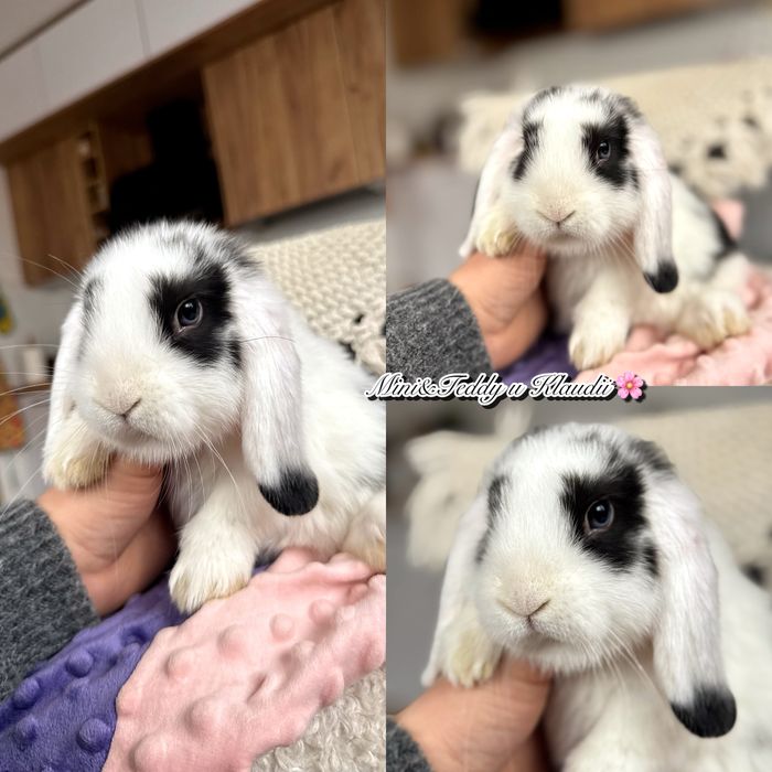 Mini lop! Rasowe króliczki z hodowli