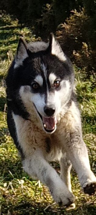 Віддам в хороші руки собаку породи Хаскі БЕЗПЛАТНО