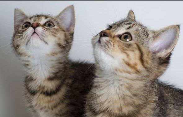 Вислоухий, прямоухие, шотландцы, котёнок, кошечка