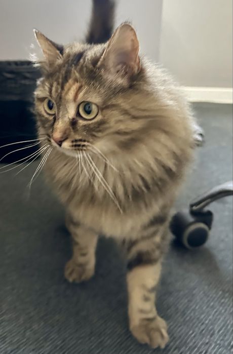 Кошечка в добрые руки