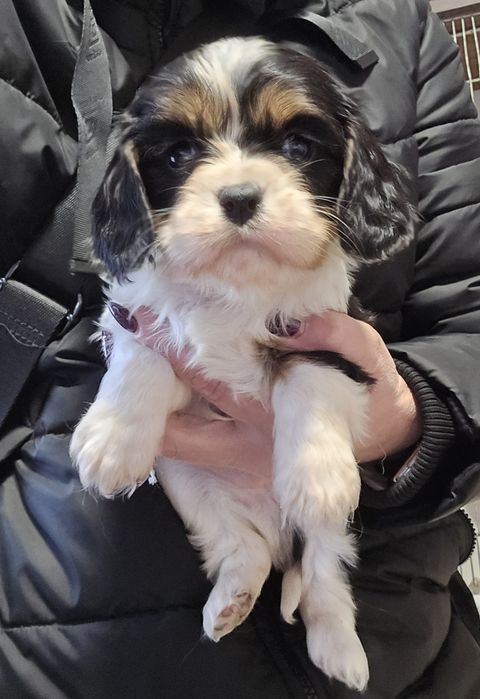 Cavalier King Charles Spaniel piesek 1