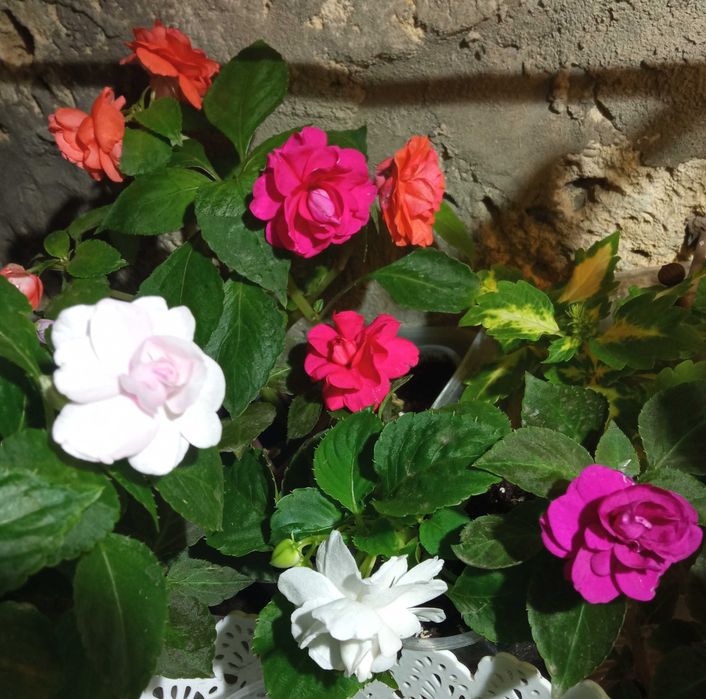 Комнатные растения