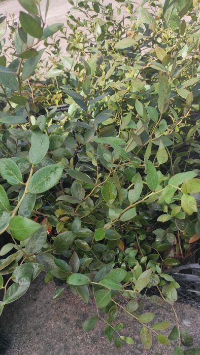 Лохина різні сорта