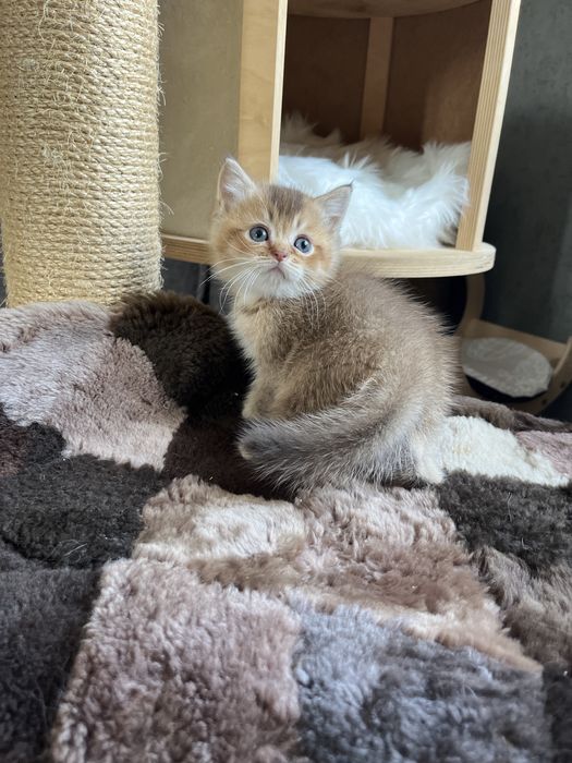 Шотландчики найчарівніші