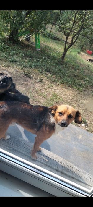 Pilnie oddam tylko w dobre ręce