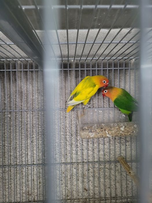 Aves disponíveis cerca de 40 de várias raças e cores
