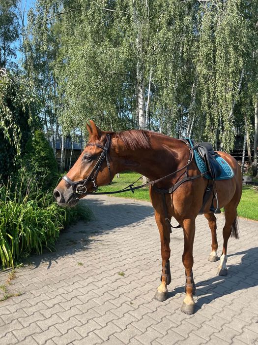 Walach HANOWERSKI małego sporu dbd RTG