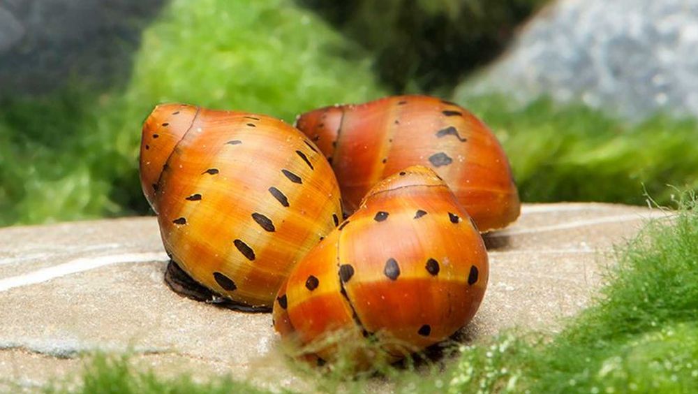 Ślimak Vittina semiconica RED ONION - SPOT - Neritina - dowóz, wysyłka