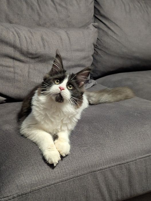 Kotka czarno biała Maine Coon. Zapraszamy