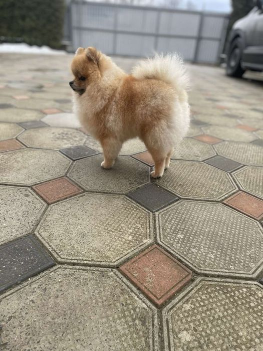 Померанський шпіц . Вʼязка