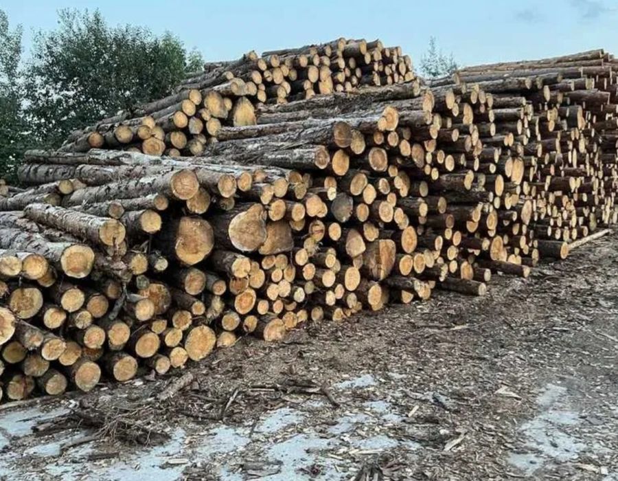 Sosna na opał we Wałkach, Kłodach