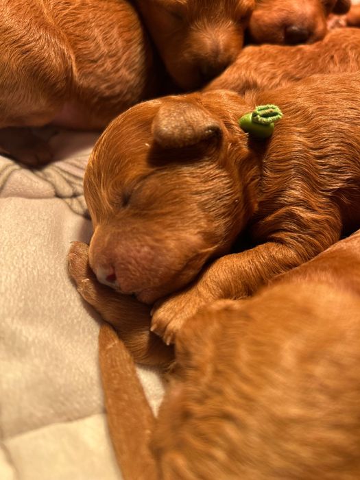 Pudel miniaturowy/toy