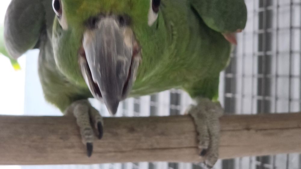 Catatua goffini adulta amazonas furinosas