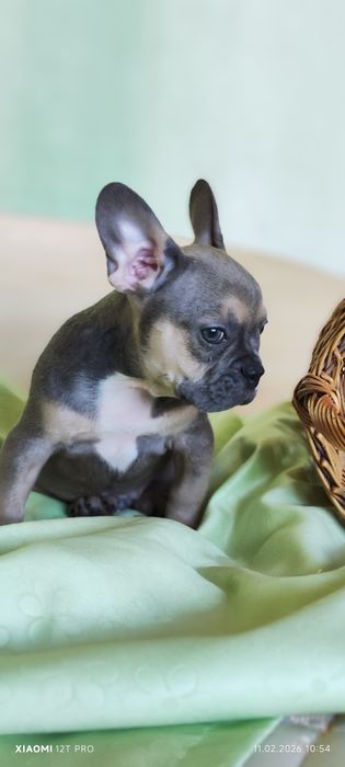 Французький бульдог