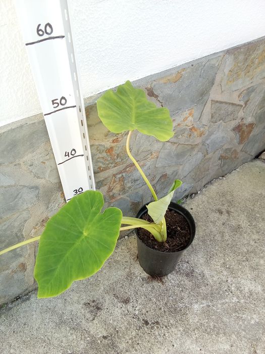 Colocasia (orelha de elefante)