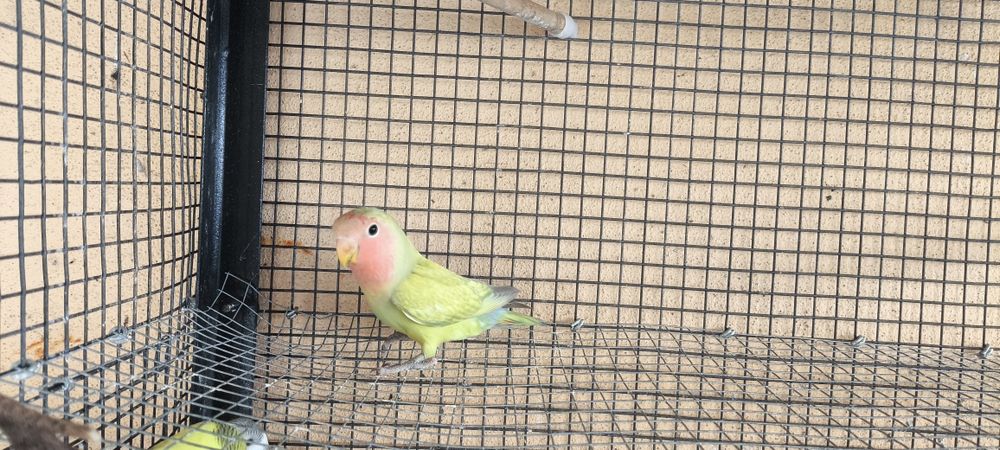 Agapornis Rosicoller