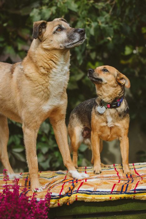 Cudna mała Stasia do adopcji