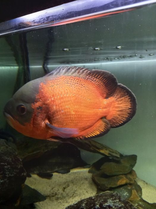 Casal de peixes oscar para venda