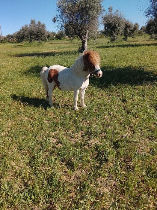 Pônei macho muito manso