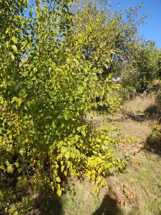 Продам дачу у СТ «Запорожец»