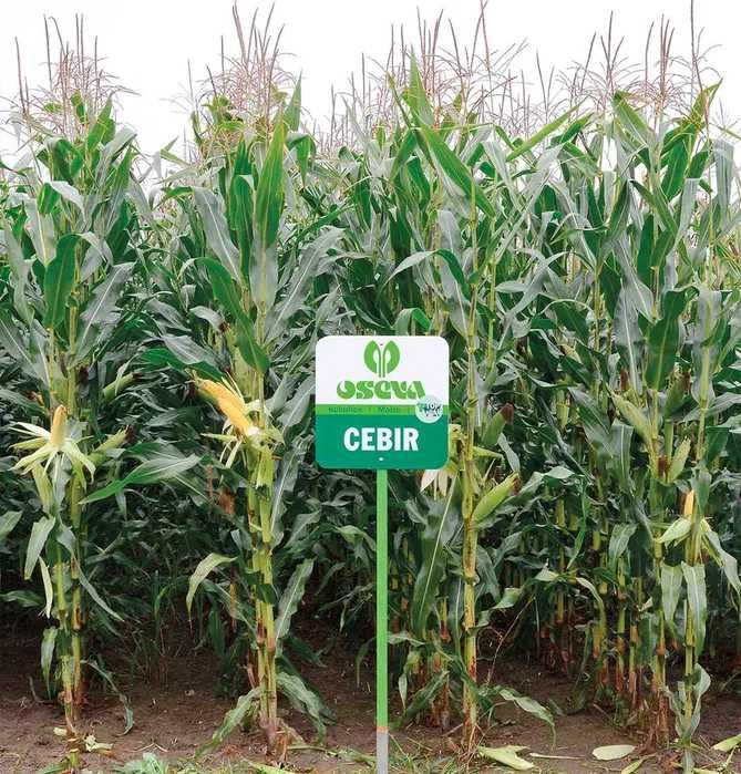 Nasiona kukurydzy CEBIR kiszonka FAO 240 (80 tys.)