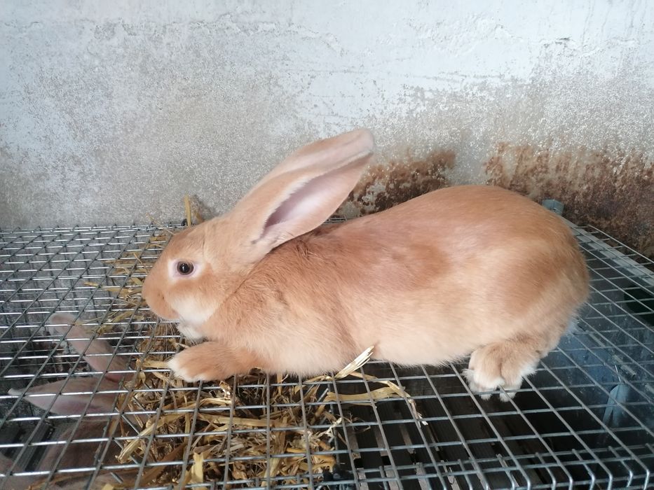 Coelho Macho F1 hycole - 3 meses