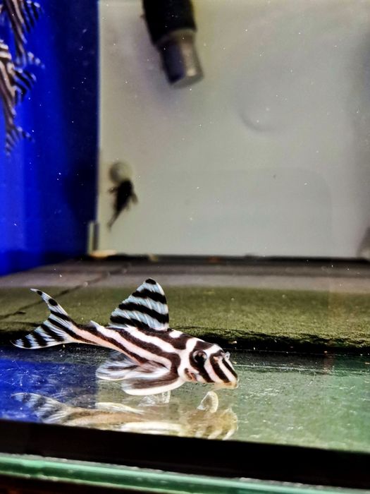 Hypancistrus zebra L046